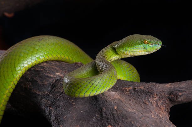 تفسير حلم ثعبان يبتلع قطة في المنام