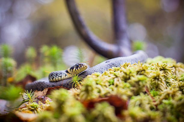 تفسير حلم ثعبان صغير في المنام