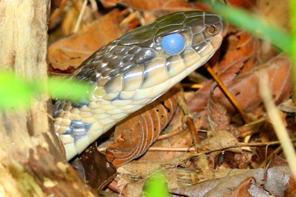 تفسير حلم الثعبان يمشي على الجسم في المنام