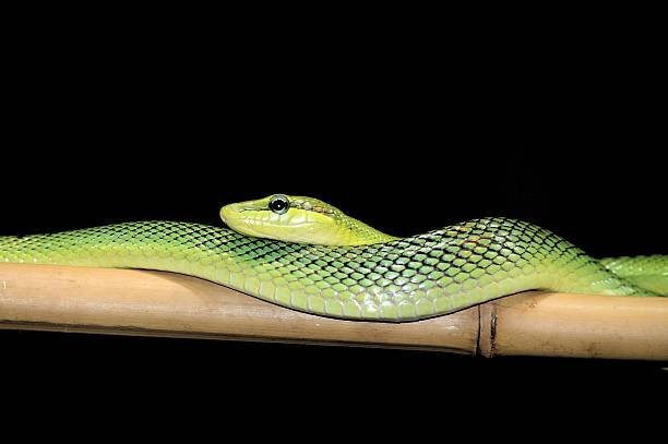 تفسير حلم الثعابين في البيت في المنام