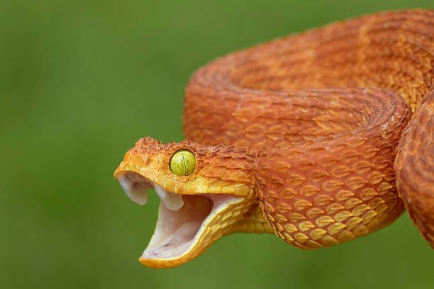 حلمت اني قتلت ثعبان صغير في المنام