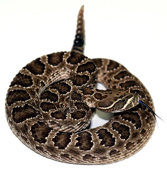 تفسير حلم ثعبان يهاجم صديقي في المنام