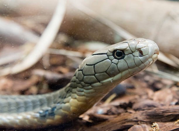 تفسير حلم ثعبان على ظهري في المنام