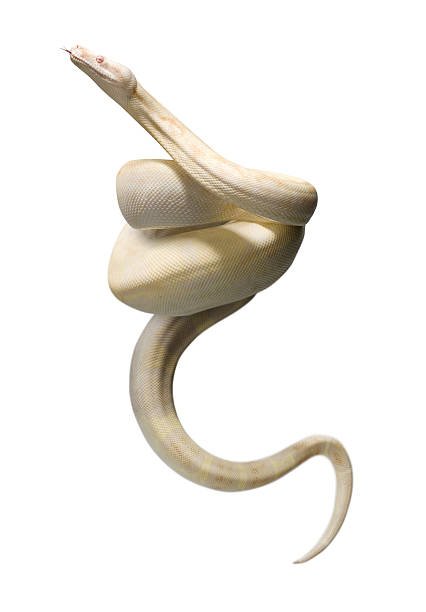 حلمت أن ثعبان في بطني في المنام