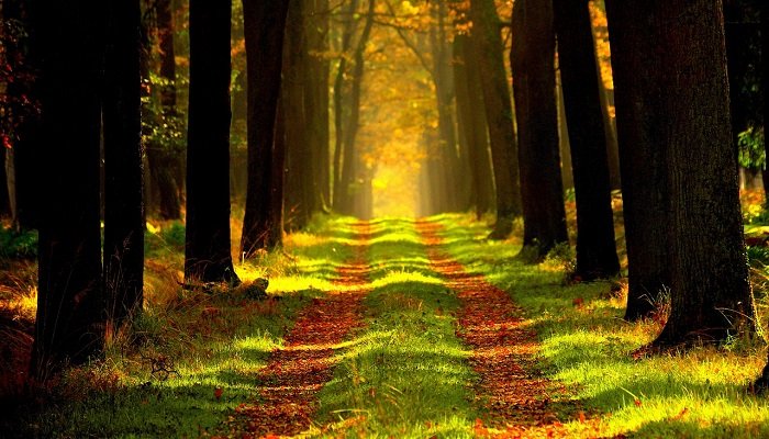 تفسير حلم المشي لمن لا يمشي في المنام