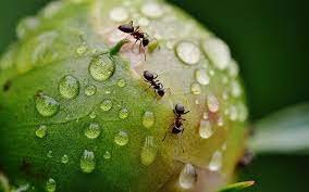 تفسير حلم النمل على جسم الميت في المنام