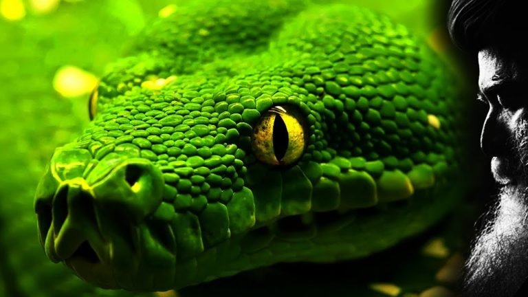 تفسير حلم ثعبان في دولاب الملابس في المنام