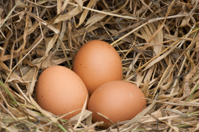 تفسير حلم جمع بيض الفراخ في المنام