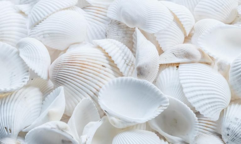 تفسير حلم جمع صدف البحر في المنام