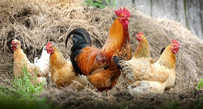 تفسير حلم جمع عظام دجاج في المنام