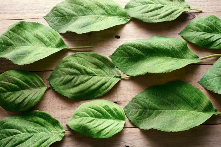 تفسير حلم جمع ورق السدر في المنام