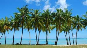 تفسير حلم خوص النخيل في المنام