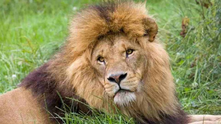 تفسير حلم ركوب على ظهر الأسد في المنام