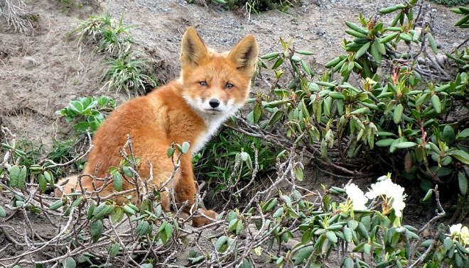 تفسير حلم ضرب ثعلب في المنام