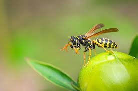 تفسير حلم ضرب دبور في المنام