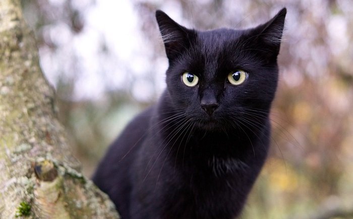 تفسير حلم ضرب قطة حتى الموت في المنام