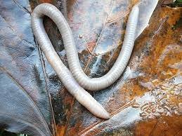 تفسير حلم مشي الدود على الجسم في المنام