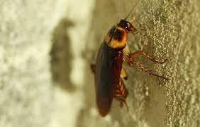 تفسير حلم مشي الصراصير على الجسم في المنام