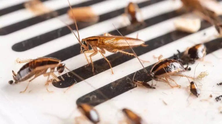 تفسير حلم وجود حشرات على الجسم في المنام