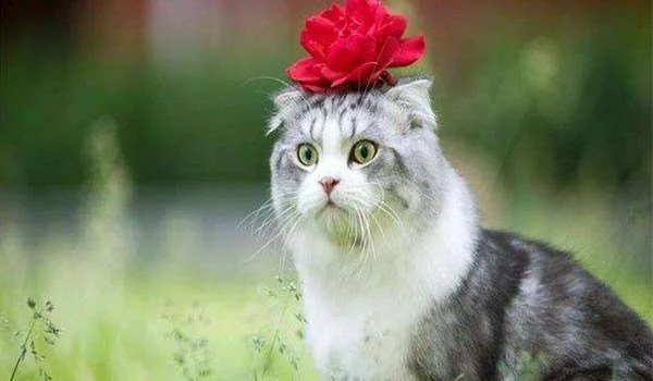 تفسير حلم وجود قط متسخ في المنام